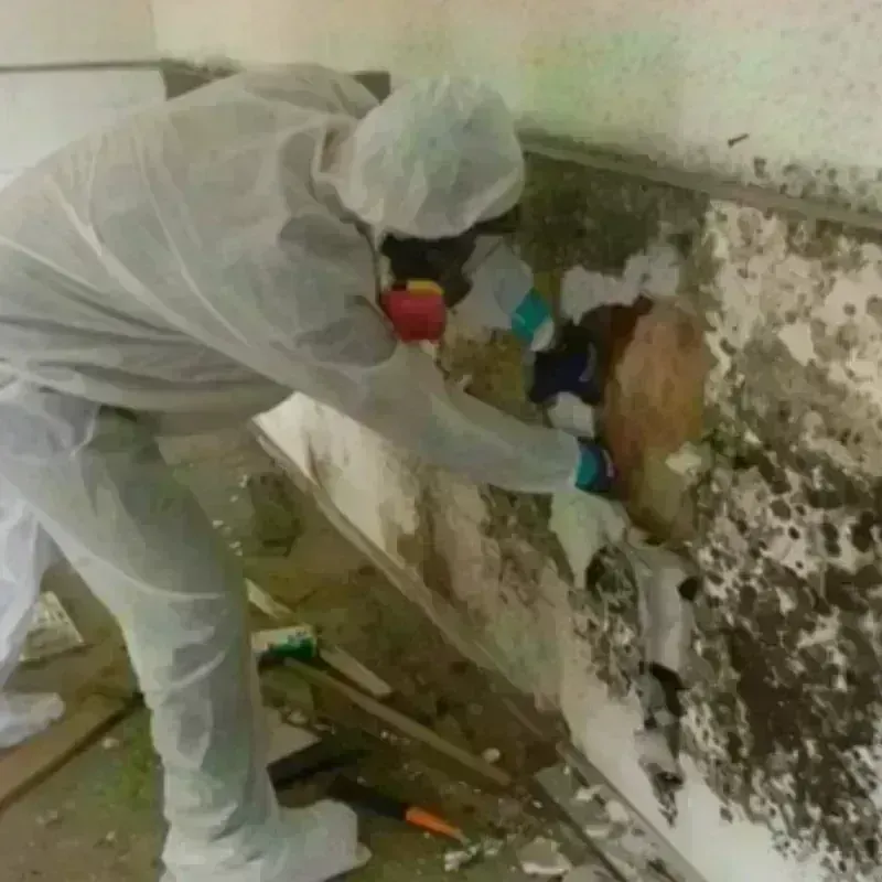 Mold Remediation and Removal in Manhattan, NY